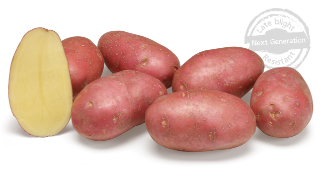 Aardappelras Alouette