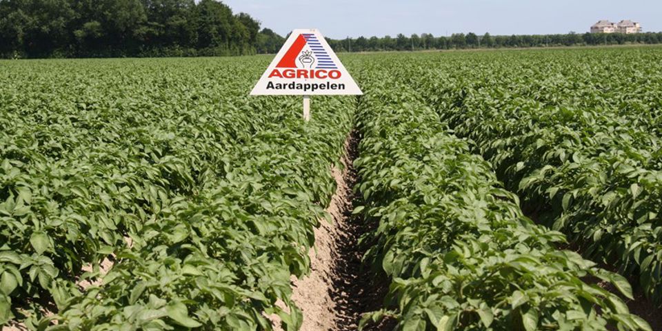 Agrico Aardappelveld (1)