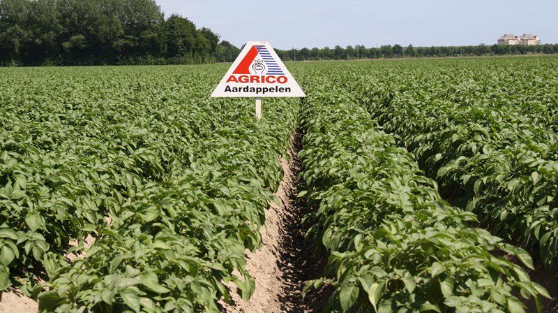 Agrico Aardappelveld (1)