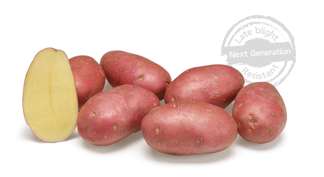 Alouette GRB CL©Agrico20 Met Stempel800x448