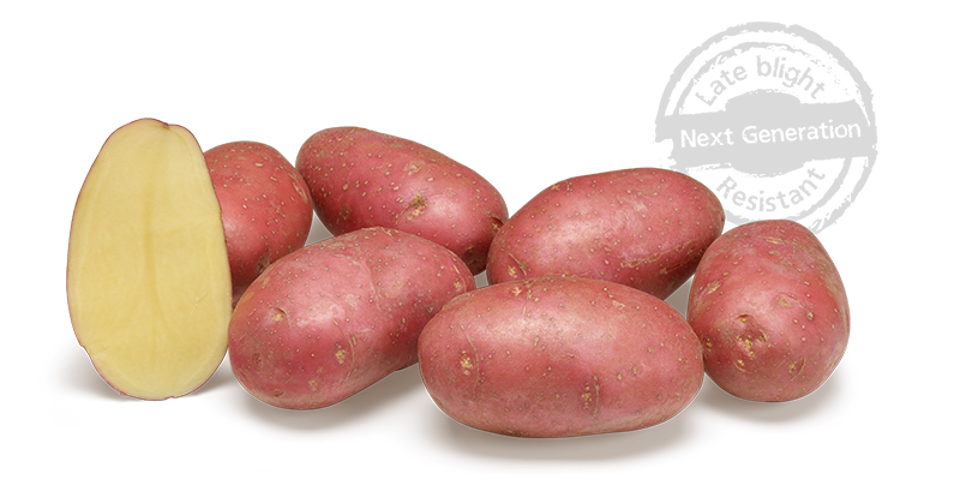 Alouette GRB CL©Agrico20 Met Stempel800x448