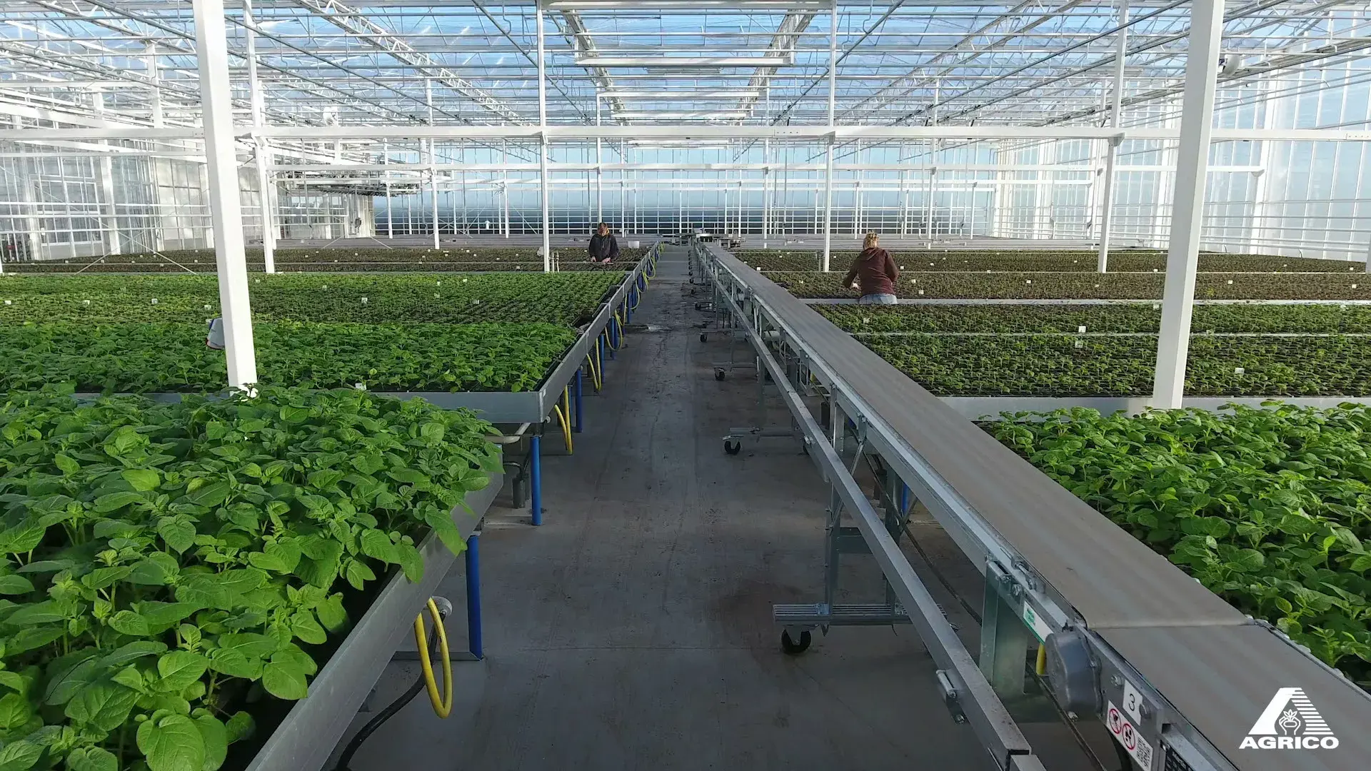 Agrico Research greenhouse interior
