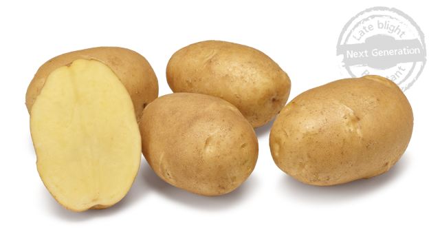 Nirvana GRB CL©Agrico20