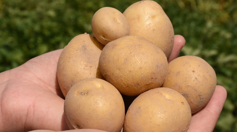 Agrico Beste Garantie für Qualität und gutes Wachstum