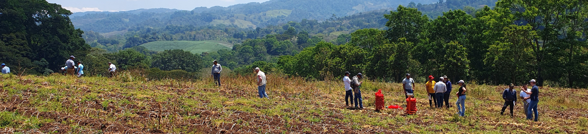 Header Website Potato Magazine (4)