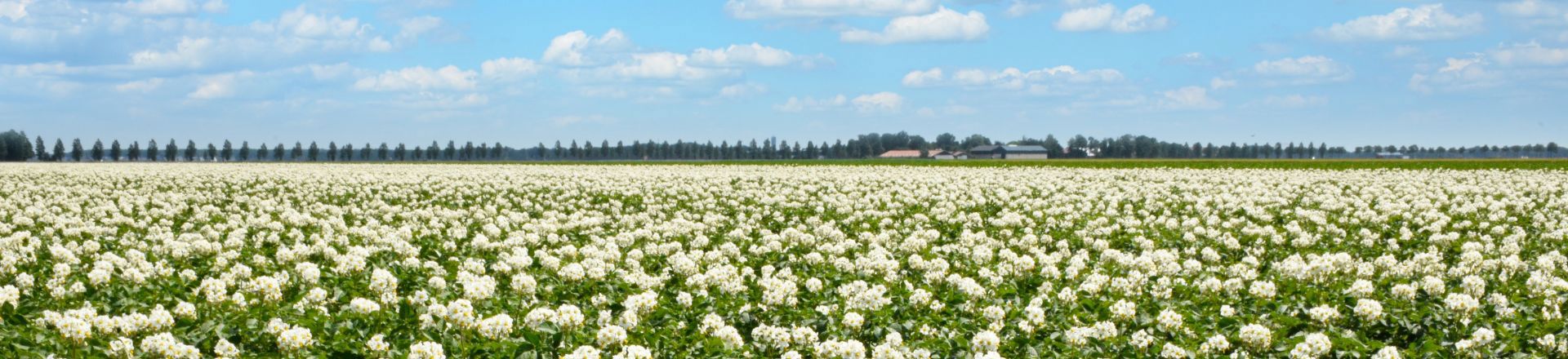 Flowering potato field news header