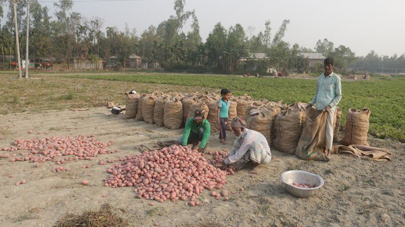 Potatoes Bagging For Store