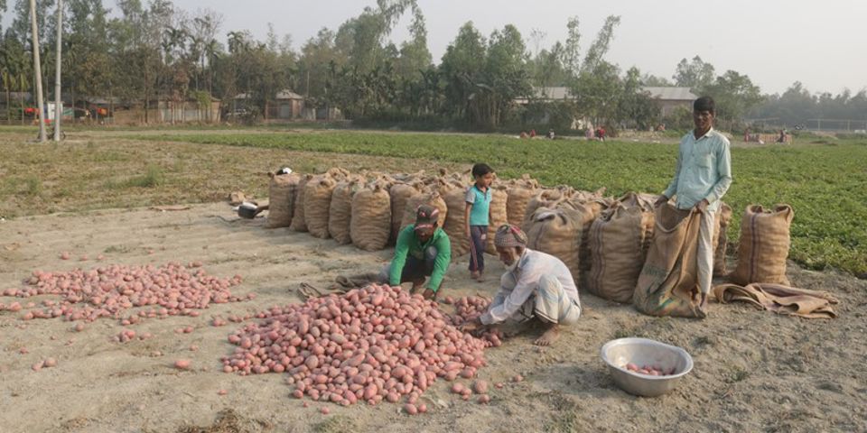 Potatoes Bagging For Store