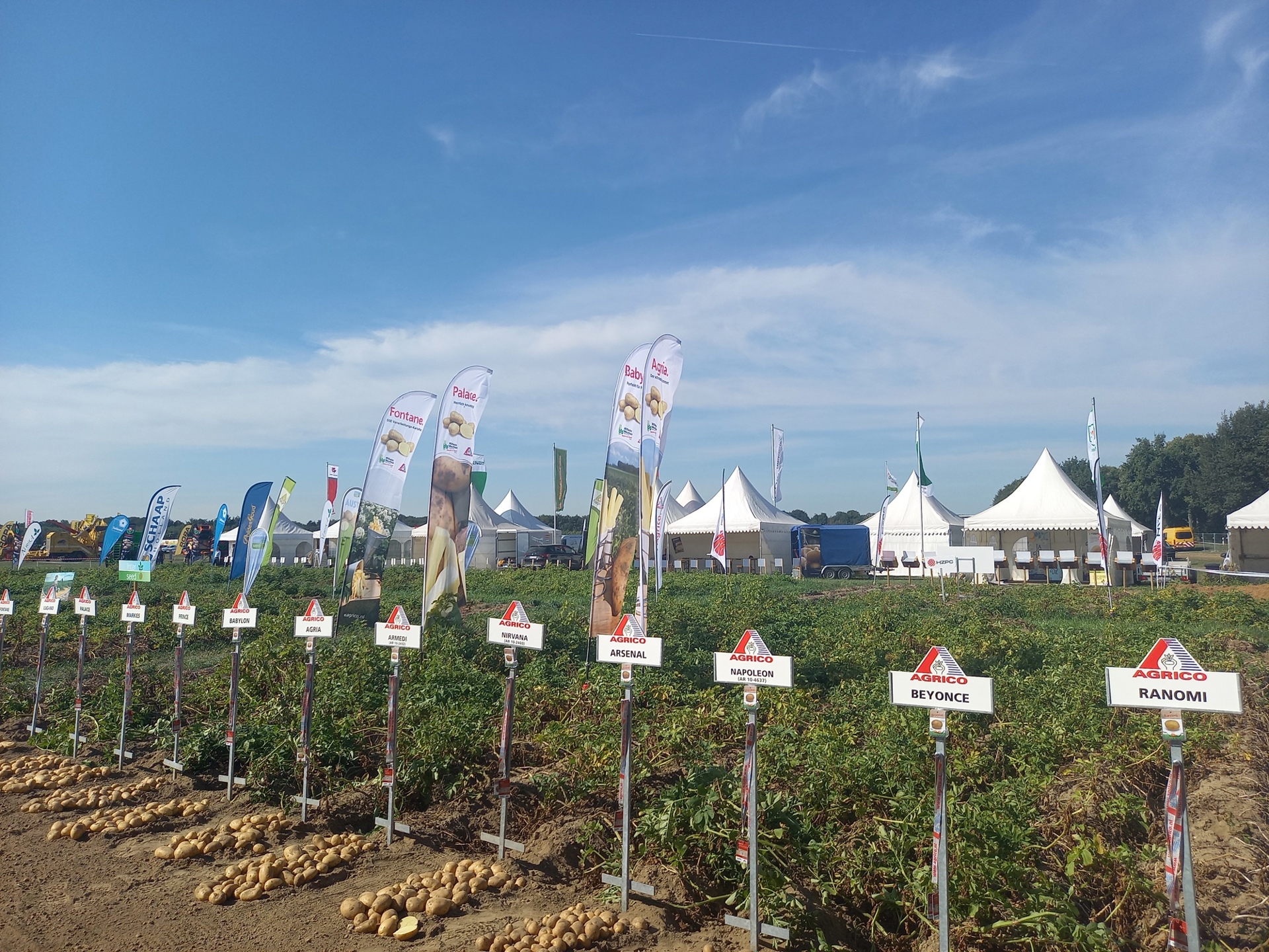 Weuthen Kartoffeltag 2022 variety plots