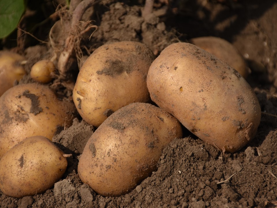 Sinora aardappels op de grond