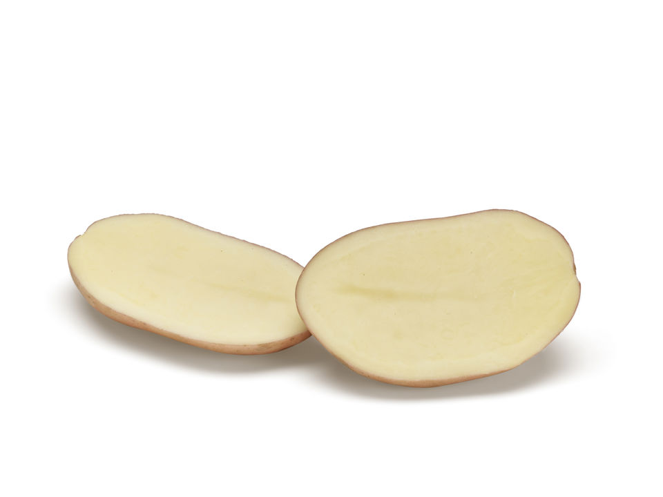 Kondor SNG CL®Agrico20