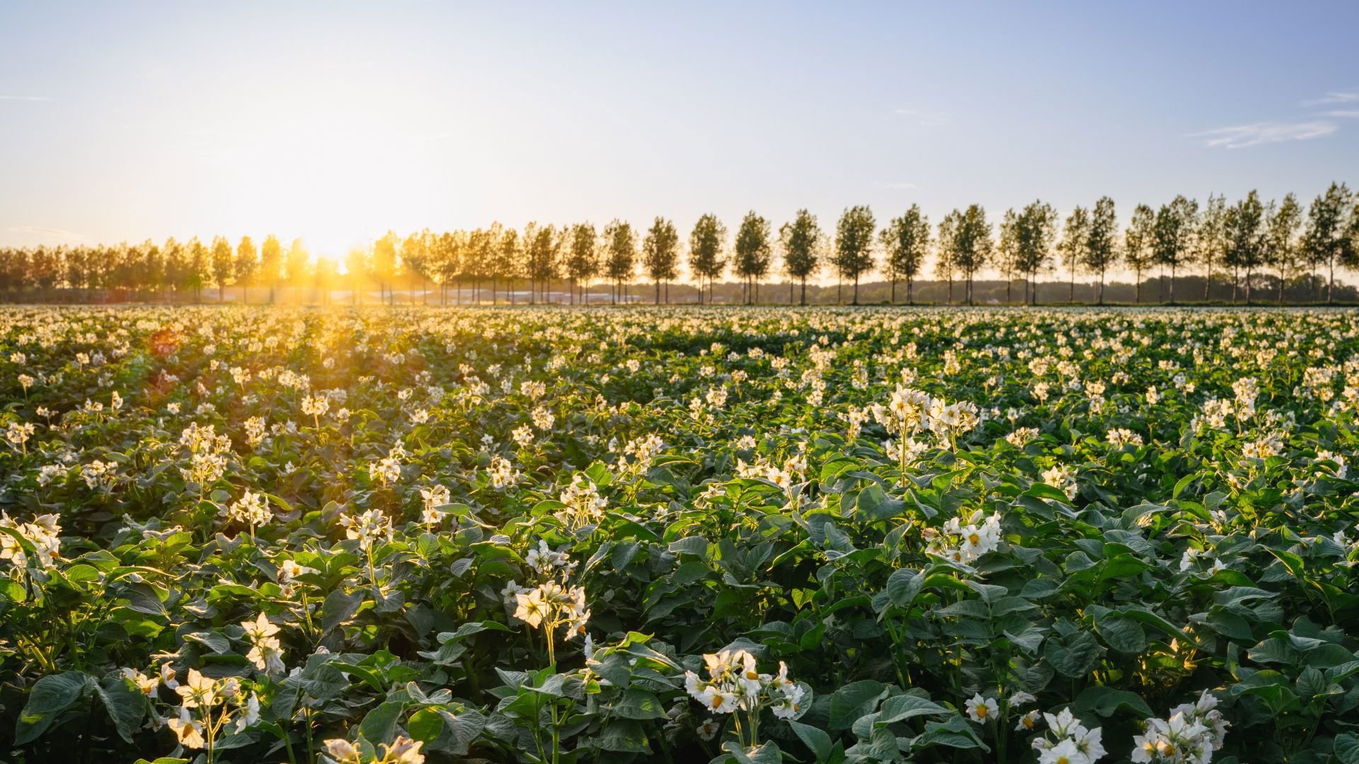 Stronger by Nature flowering potato field