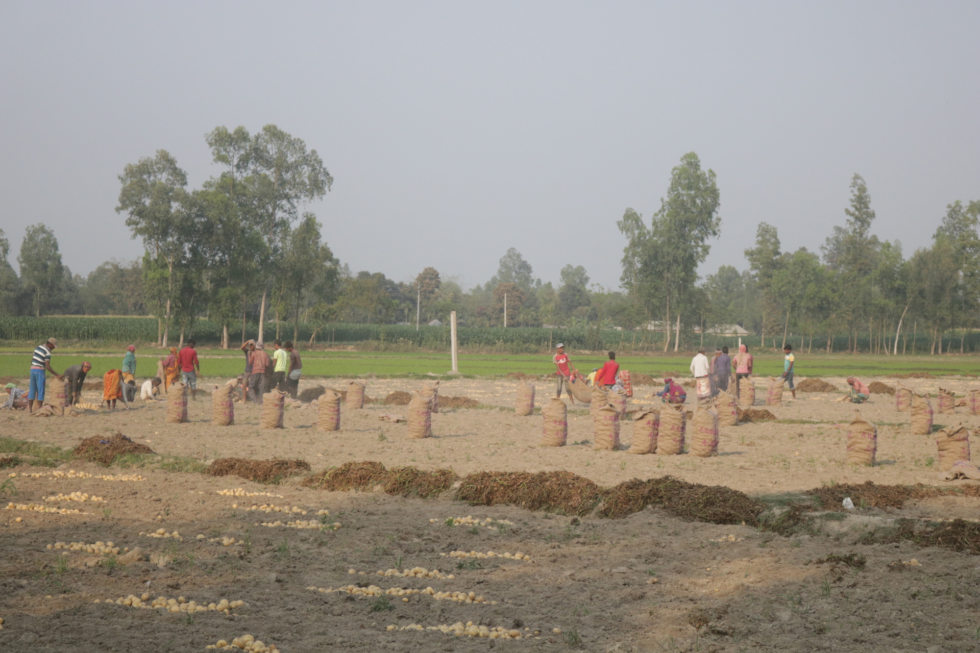 Farmers working in a potato field in Bangladesh