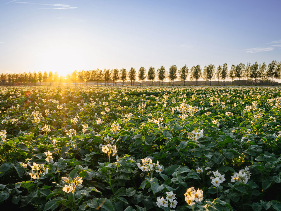 Agrigallery High 0972