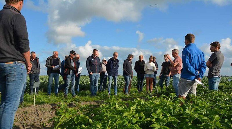 Robuuste Rassen Veld