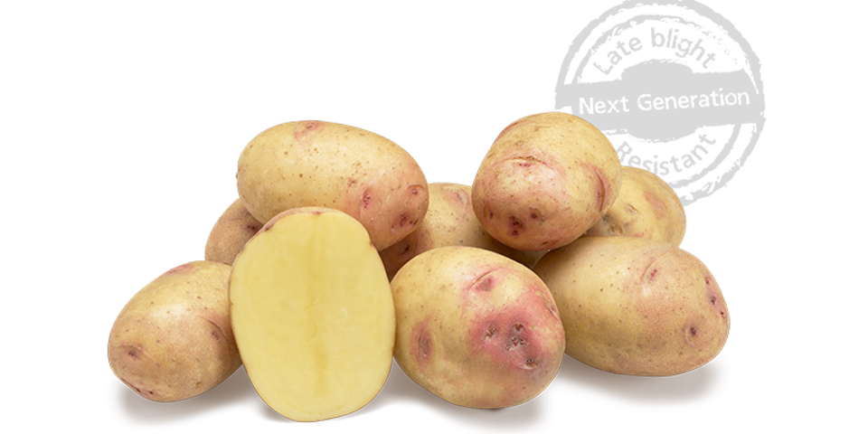 Carolus GRB CL©Agrico20 Met Stempel800x448