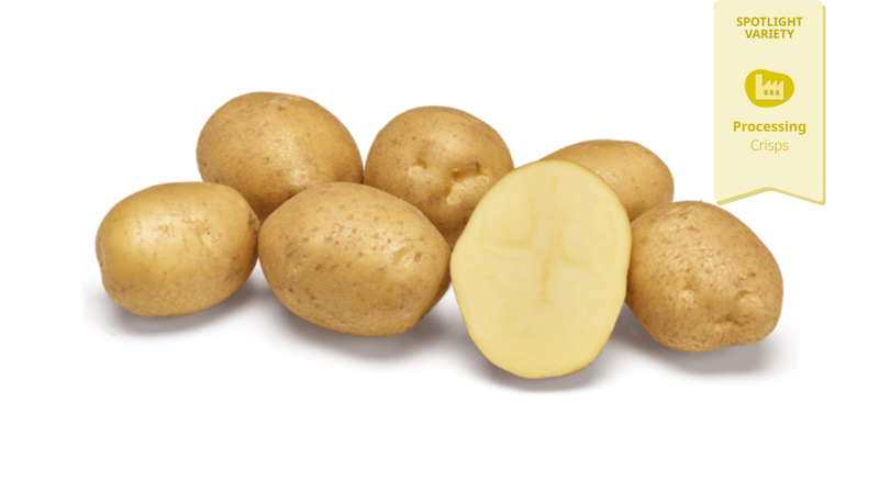 Napoleon Spotlight Variety Agrico