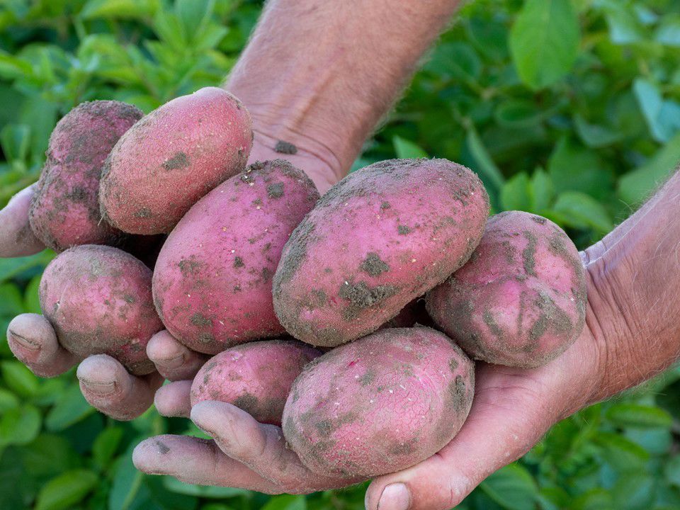 Duurzame Aardappels