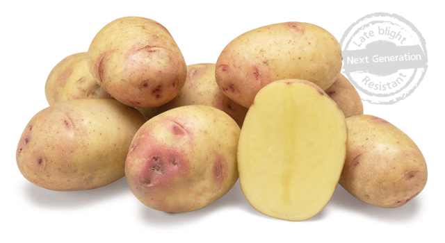 Carolus nestje met doorsnee