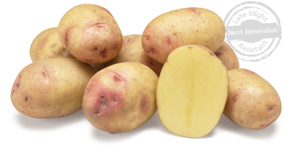 Carolus nestje met doorsnee