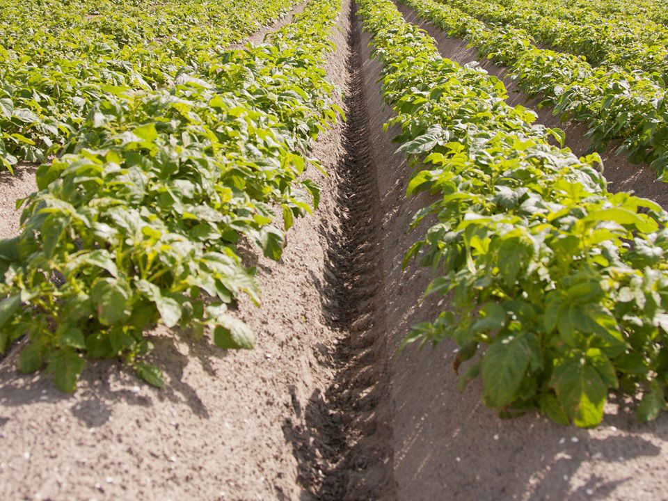 Aardappelveld Rug Agrico 2012 1