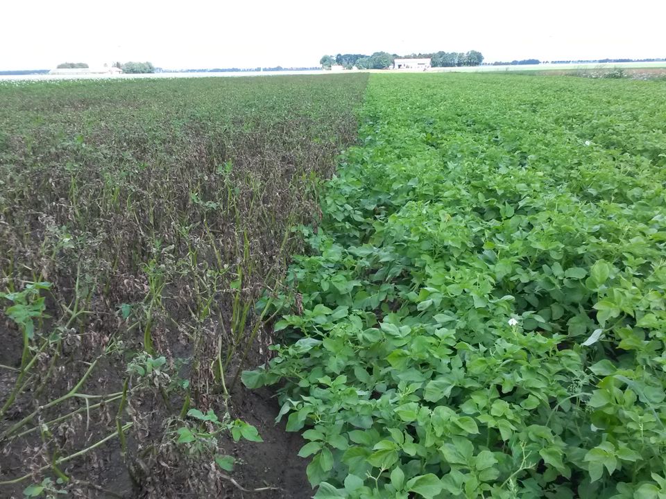 Next Generation resistance to late blight