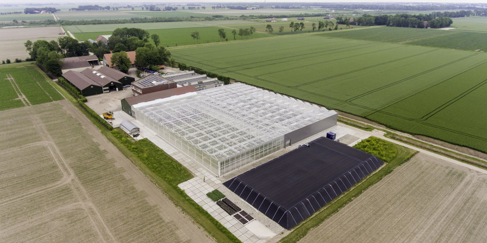 ©Klaas Eissens Agrico RS Blaadjes Kloontjes Stekken 12 06 19 7