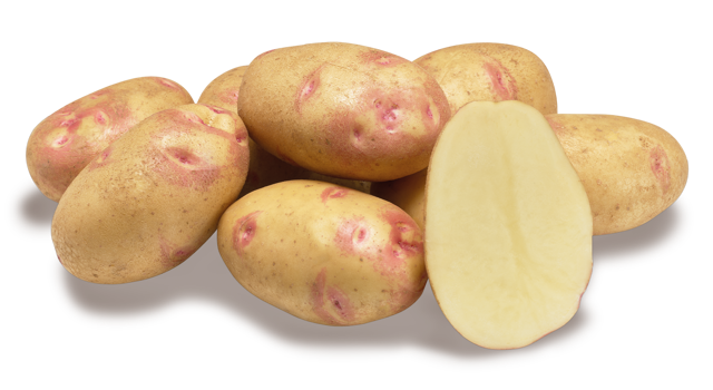 Aardappelras Picasso