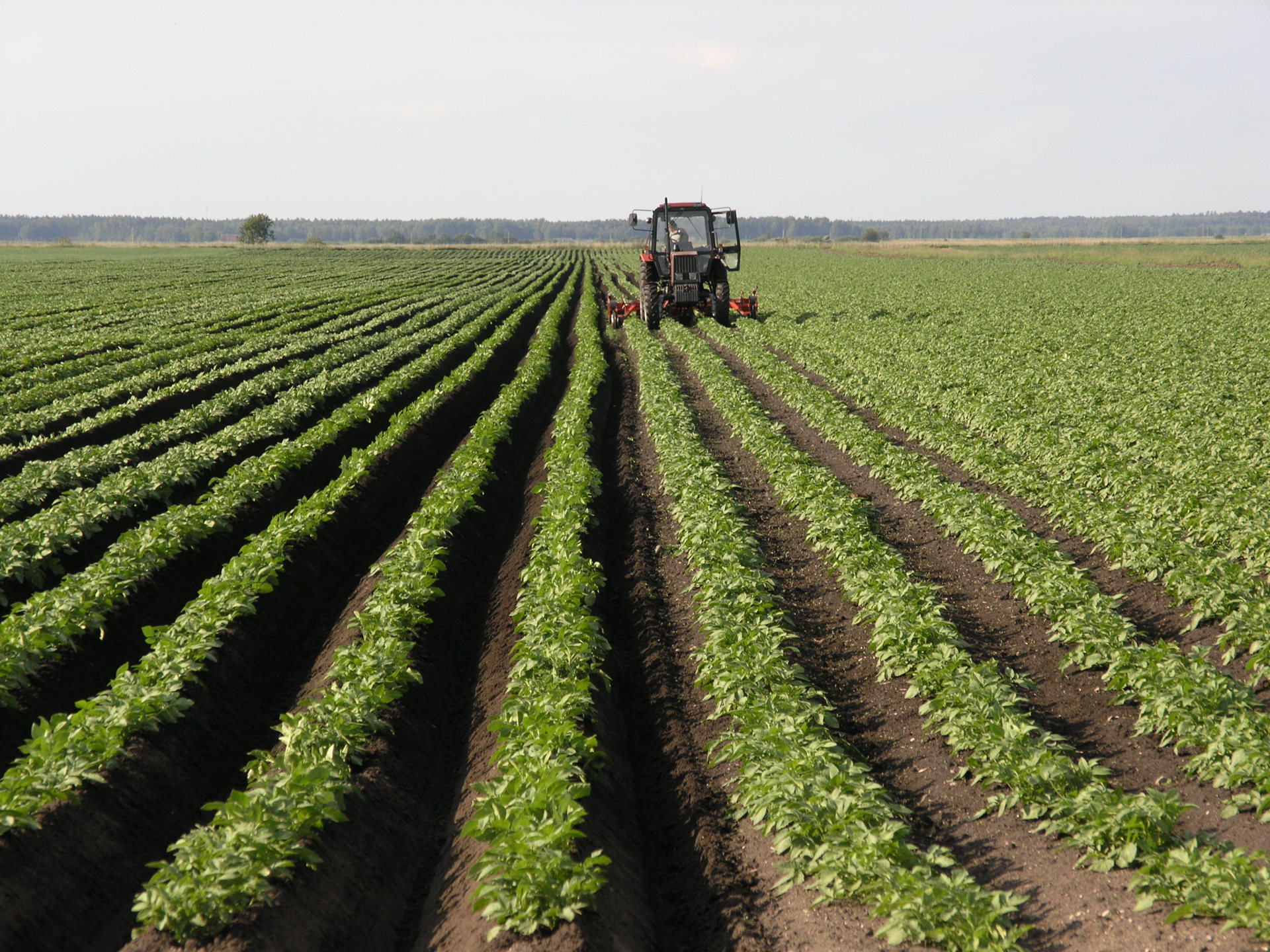 Trekker In Veld Litouwen
