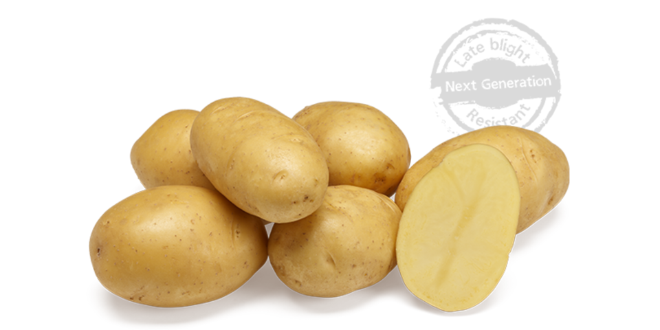 Twinner Next Gen Web 2025 (3)