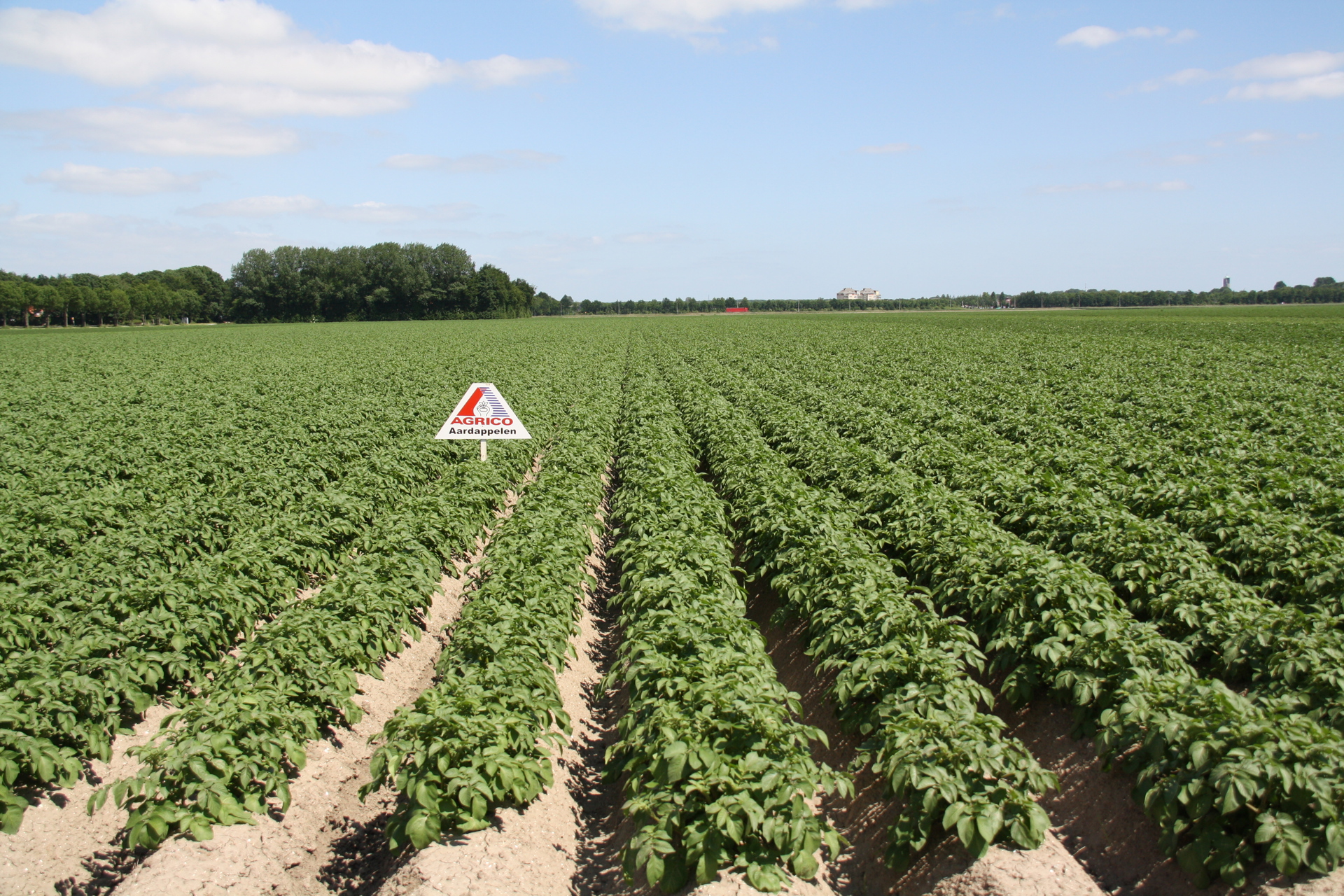 150610 Aardappelen Dezeeuw Wk8 024