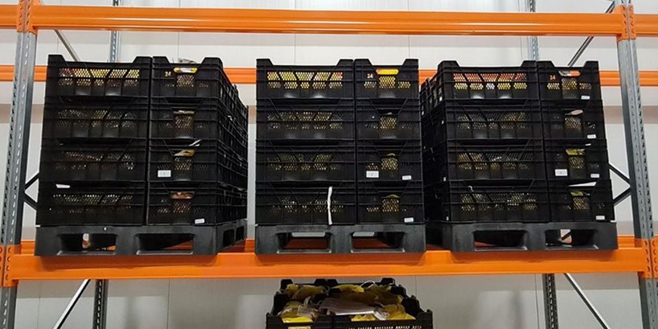 Pilot Kunststof Pallets 2