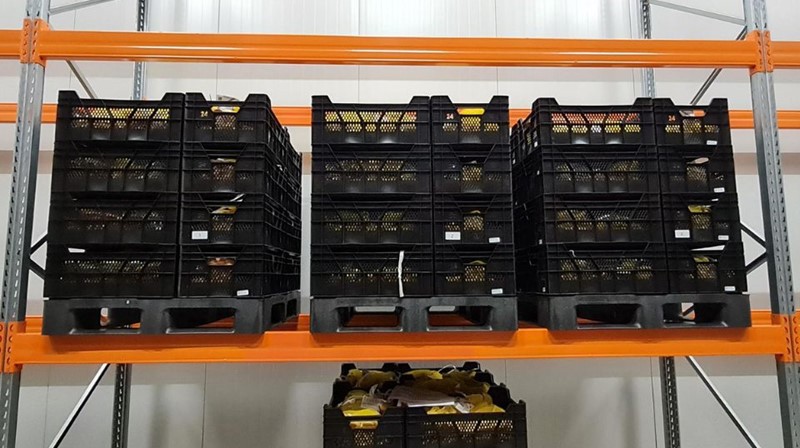 Plastic pallets on racks