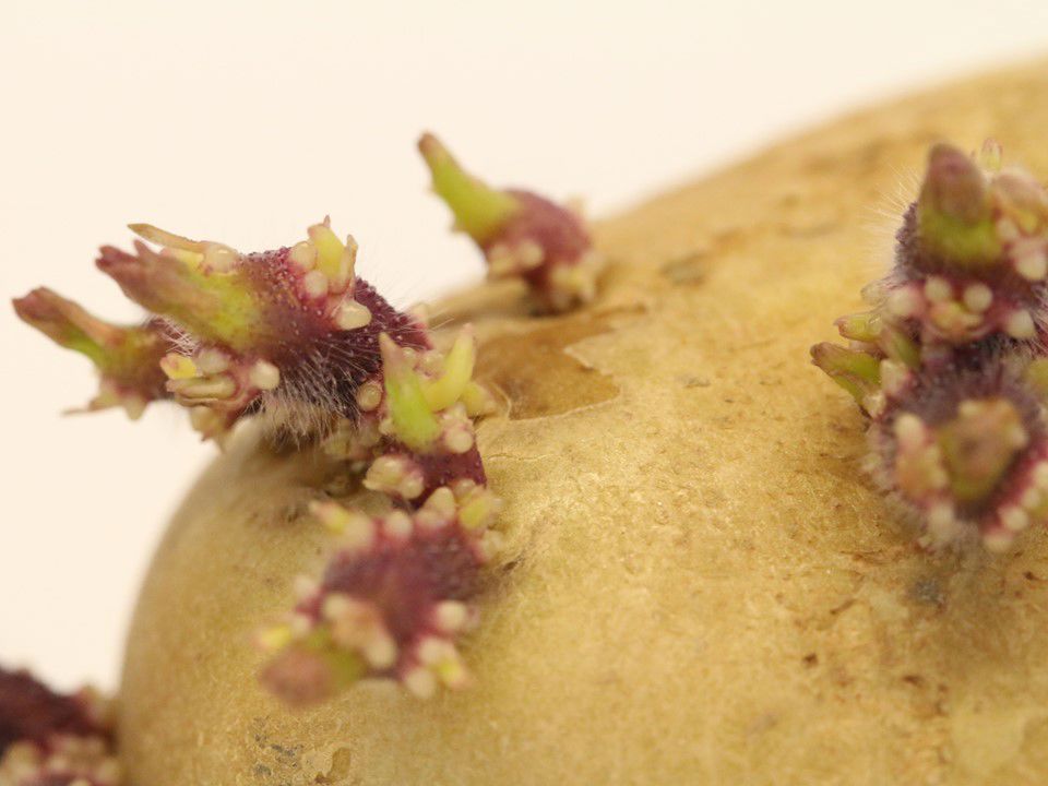 Aardappels Kiem