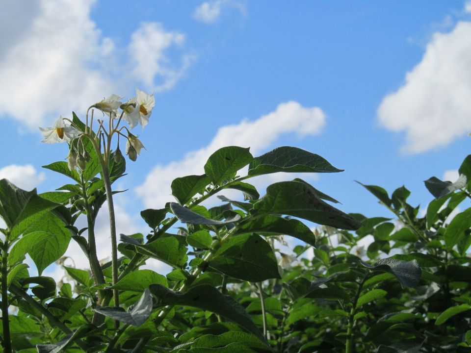 19 07 12 Frankrijk BGN EVS RLG 0094