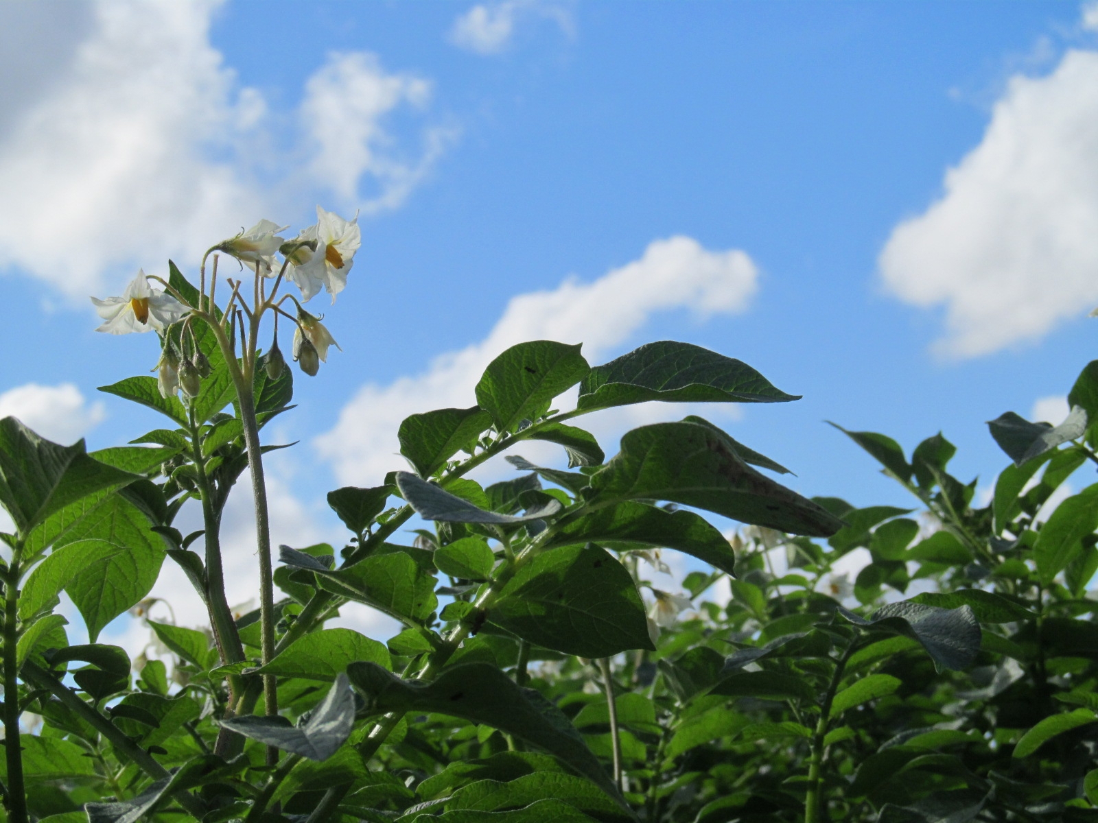 19 07 12 Frankrijk BGN EVS RLG 0094