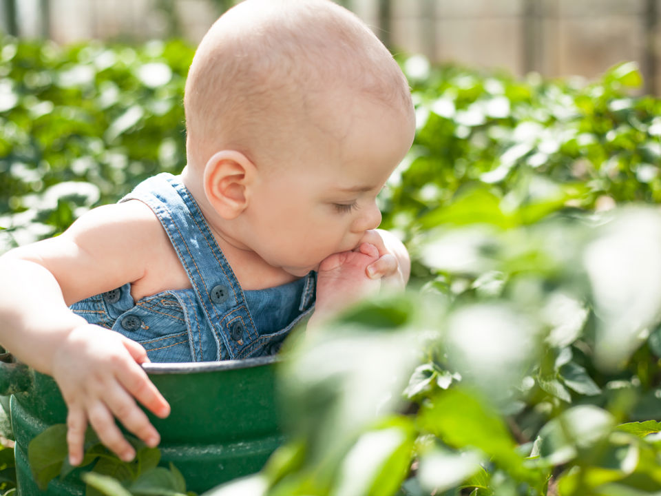 Next generation potato varieties
