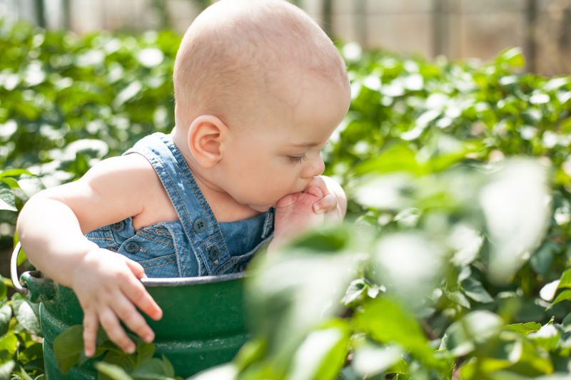 Next generation potato varieties