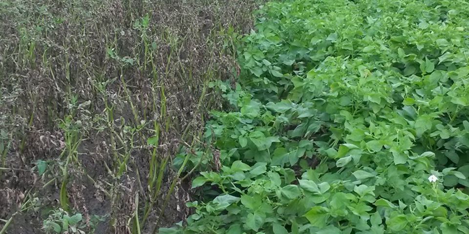 Veld Phythopthora En Resistent