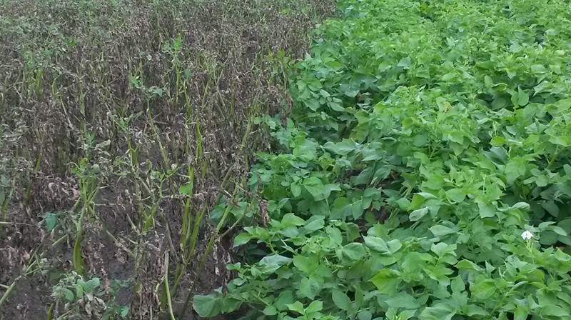 Phytophthora susceptible and resistant field