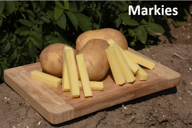 Markies V1