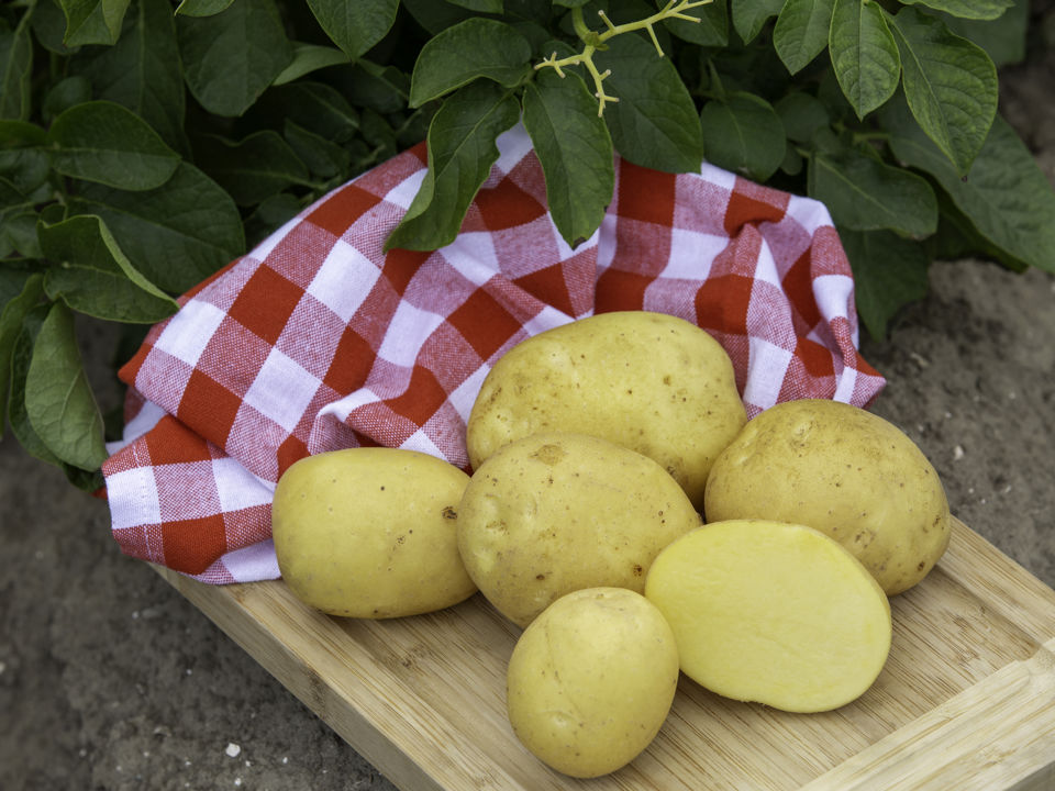 Constance op een plank