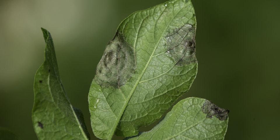 ©Klaas Eissens Agrico RS 25 07 19 Phyt. Rooien 1Ej, Zaden Tellen, AM Lab 7