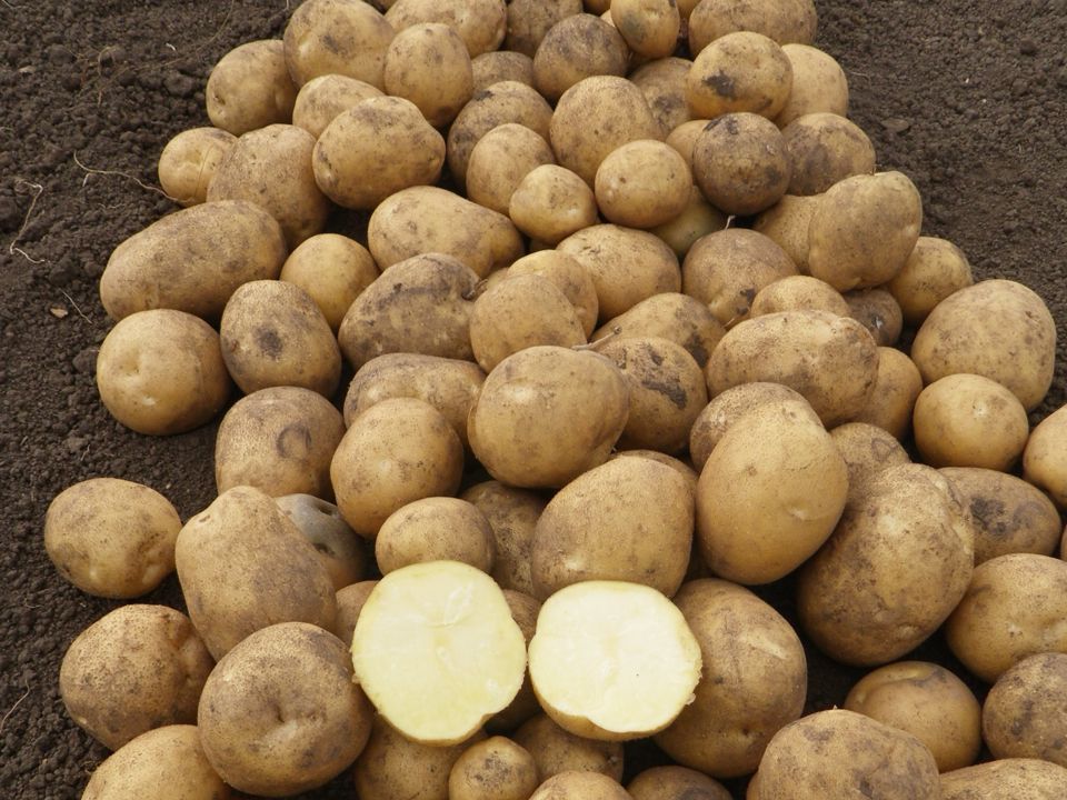 Arsenal COM TBR©Agrico21 UK