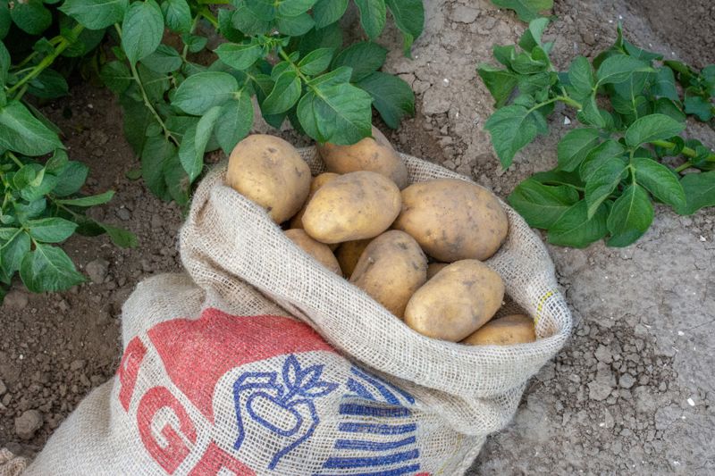 Agria COM TBR©Agrico20 (1)