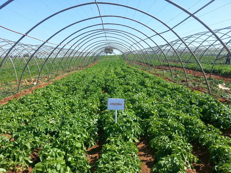 20160413 161519 Arizona Mostaganem1