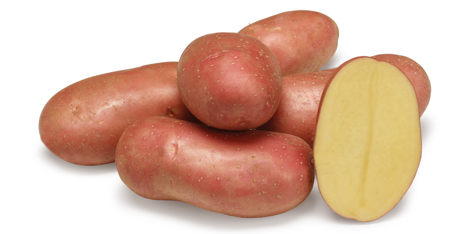 Manitou nestje met doorsnee