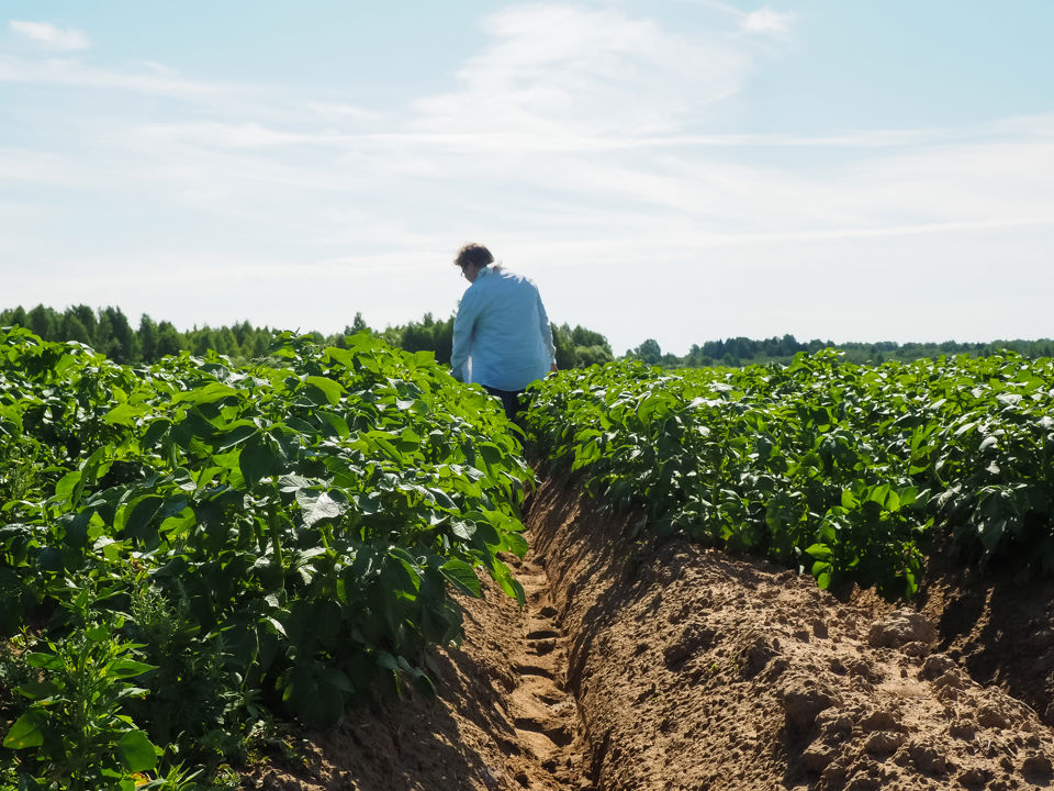 NAK inspecting quality seed potato field