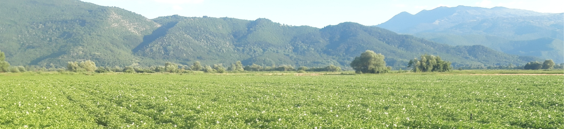 Header Website Potato Magazine