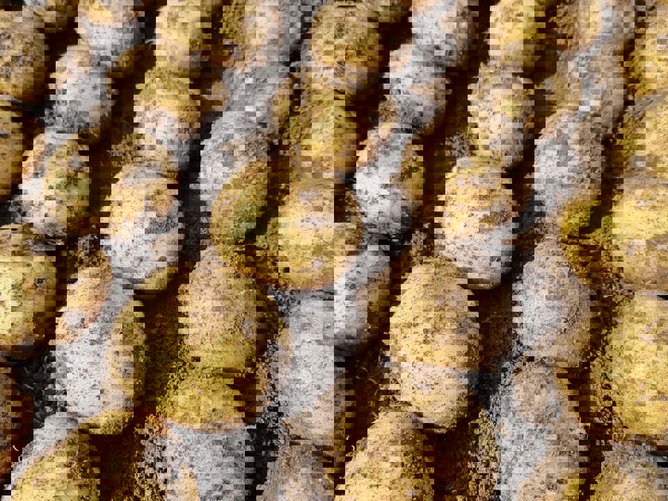 Polen Samples Sept 2025 22.